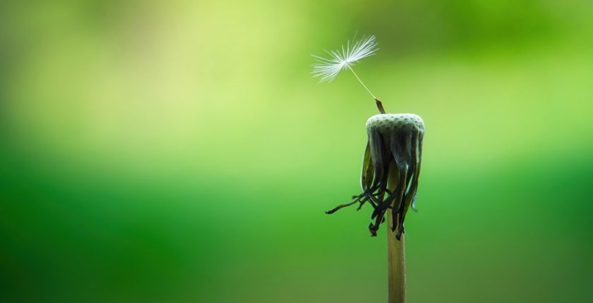 dandelion